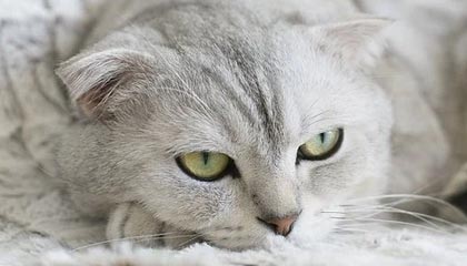 爱游戏在线登录入口-逆转之王：那些令人惊叹的逆转战役，逆转之王小说